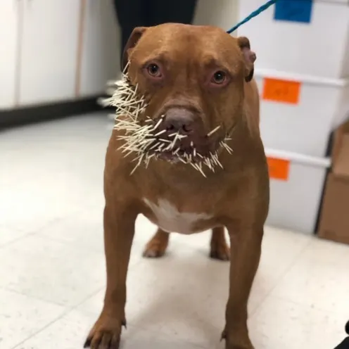 Brown Pitbull has a bunch of Porcuppine quills on their nose